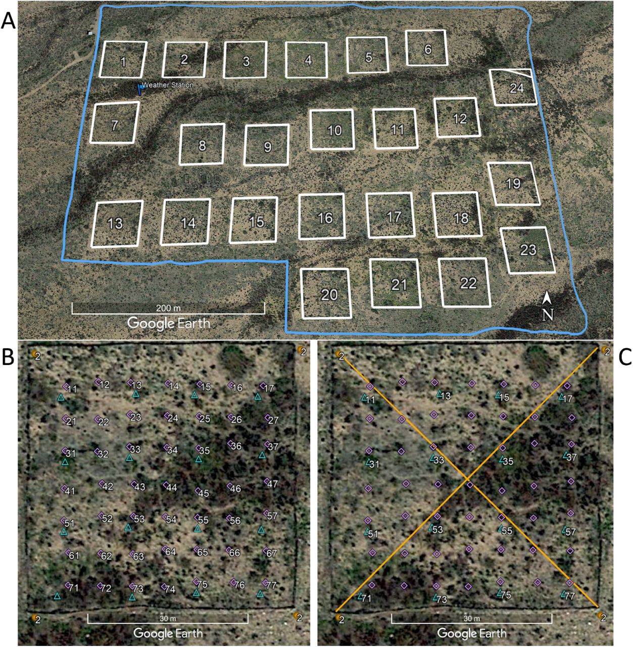 Portal Project sampling scheme in the desert near Portal, Arizona, USA; photo by SKM Ernest